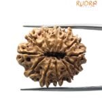 12 MUKHI RUDRAKSHA 26.96 MM