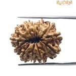 12 mukhi rudraksha 26.36 mm