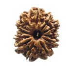 12 Mukhi Rudraksha 26.36 Mm
