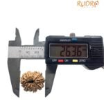 12 Mukhi Rudraksha 26.36 Mm