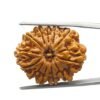 12 Mukhi Rudraksha 27.02 Mm