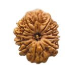 12 Mukhi Rudraksha 27.02 Mm