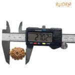 12 Mukhi Rudraksha 27.02 Mm