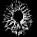 12 Mukhi Rudraksha 27.02 Mm