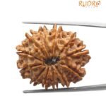 12 mukhi rudraksha 27.10 mm