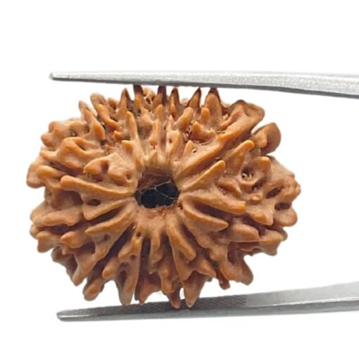 12 Mukhi Rudraksha Nepal ( 27.10 Mm )