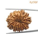 12 mukhi rudraksha 27.99 mm