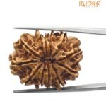 12 mukhi rudraksha 28.12 mm