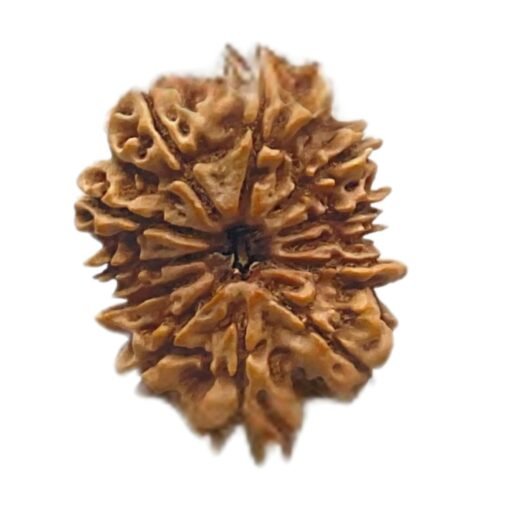 12 mukhi rudraksha 28.12 mm