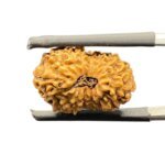 16-Mukhi-Indonesion-Rudraksha-19.12-MM-MP-C.jpg