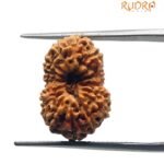 16 Mukhi Rudraksha 18.80 Mm