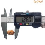 16 Mukhi Rudraksha 18.80 Mm