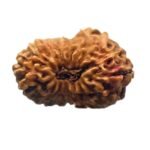 16 Mukhi Rudraksha 18.80 Mm