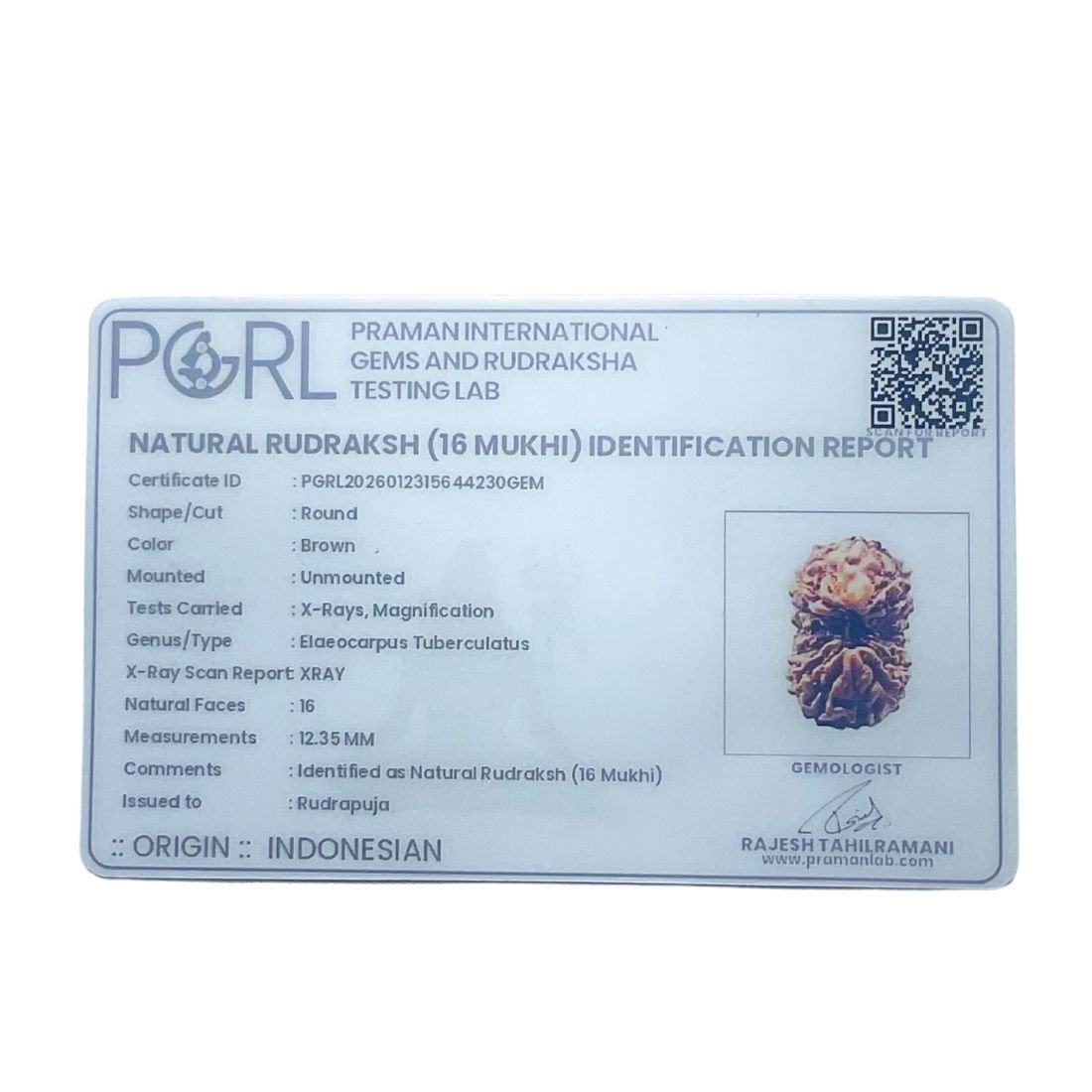 16 Mukhi Rudraksha Indonesian ( 12.35 Mm ) 6 16 Mukhi Rudraksha Indonesian ( 12.35 Mm )