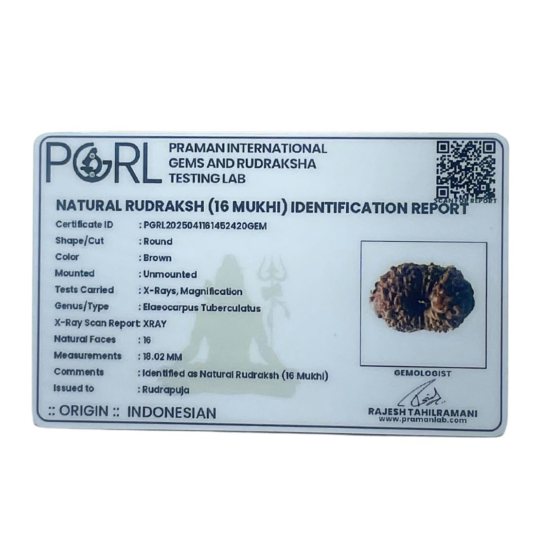 16 Mukhi Rudraksha Indonesian (18.02 Mm) 6 16 Mukhi Rudraksha Indonesian (18.02 Mm)