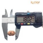 16 Mukhi Rudraksha Indonesian (18.02 Mm)
