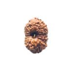 16 Mukhi Rudraksha Indonesian (18.02 Mm)