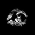 2 Mukhi Nepal 16.14 MM