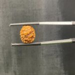 Original 2 Mukhi Rudraksha Nepal (13.70 Mm)