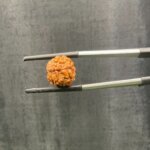 2 Mukhi Rudraksha Nepal (14.80 mm)