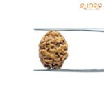 2-Mukhi-Rudraksha-Nepal-18.58-Mm-Fp-C.jpg