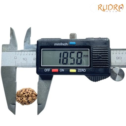 2-Mukhi-Rudraksha-Nepal-18.58-MM-OP-C.jpg