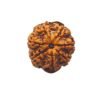 7 Mukhi Nepal Rudraksha