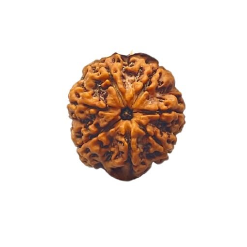 7 Mukhi Nepal Rudraksha