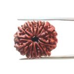 X - Ray Certified 12 Mukhi Rudraksha Nepal ( 25.57 MM )