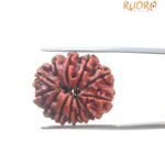 X - Ray Certified 12 Mukhi Rudraksha Nepal ( 25.57 Mm )