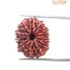 X - Ray Certified 12 Mukhi Rudraksha Nepal ( 25.57 Mm )
