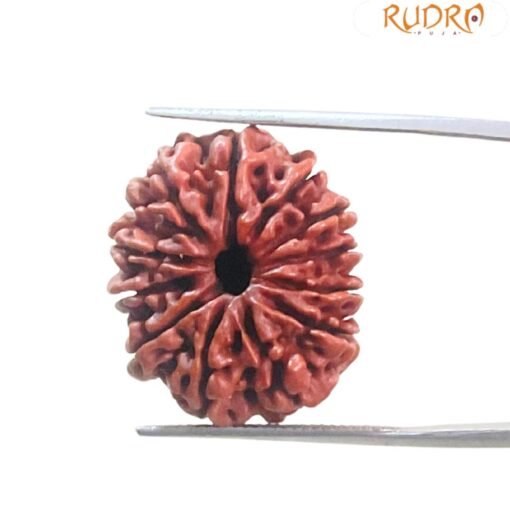 X - Ray Certified 12 Mukhi Rudraksha Nepal ( 25.57 Mm )