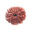 X - Ray Certified 12 Mukhi Rudraksha Nepal ( 25.57 Mm )