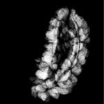 1 Mukhi Ruraksha 22.82 Mm