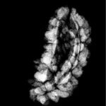 1 Mukhi Ruraksha 23.40 Mm