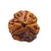 3 Mukhi Nepal Rudraksha (19.04Mm)