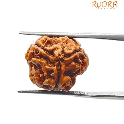 3 Mukhi Nepal Rudraksha (19.04MM)