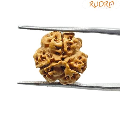 3 Mukhi Rudraksha Nepal (16.63 mm)