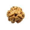 3 Mukhi Rudraksha Nepal (16.63 Mm)