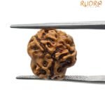 3 mukhi rudraksha 15.87 mm