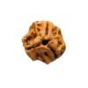 3 Mukhi Rudraksha 15.87 Mm