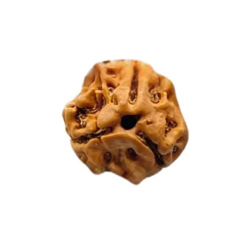 3 mukhi rudraksha 15.87 mm