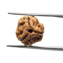 3 Mukhi Rudraksha 15.87 Mm