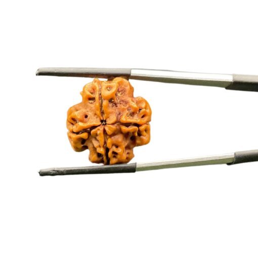 4 Mukhi Rudraksha ( 20.72 MM )