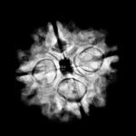 4 Mukhi Rudraksha Nepal - (19 Mm ) X-Ray