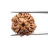 4 Mukhi Rudraksha 19.00 Mm