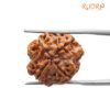 4 Mukhi Rudraksha 19.00 Mm