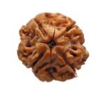 4 Mukhi Rudraksha 19.00 Mm