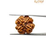 4 Mukhi rudraksha 19.00 mm