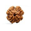 4 Mukhi Rudraksha 19.00 Mm